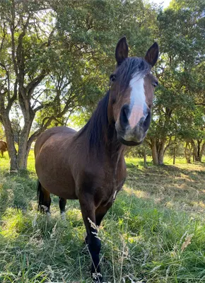 como-adoptar-un-caballo