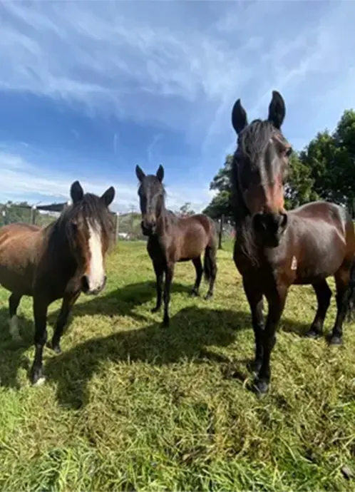 como-donar-dinero-para-ayuda-de-animales