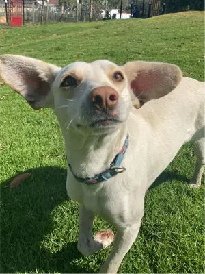 perro-raza-pequena-para-adoptar