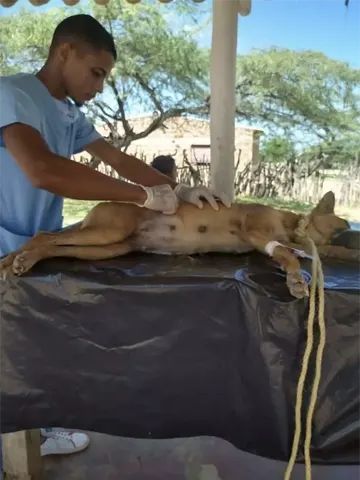 esterilización de mascotas